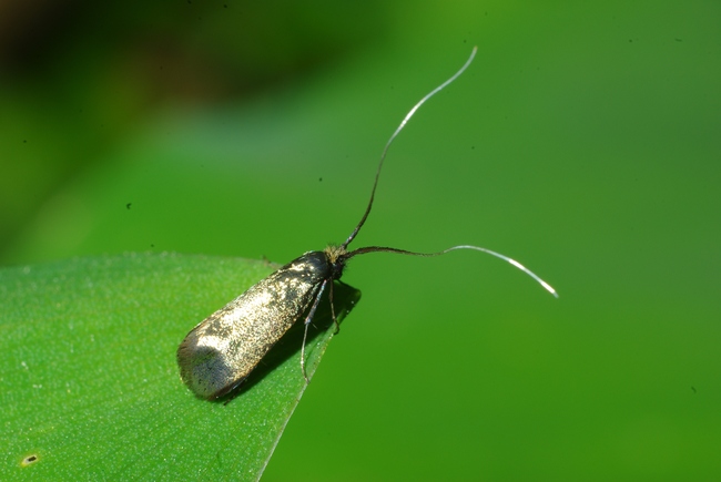 ../previews/001-Lepidoptera, Adelidae, Adela reaumurella_2010_05_25--08-43-15.jpeg.medium.jpeg
