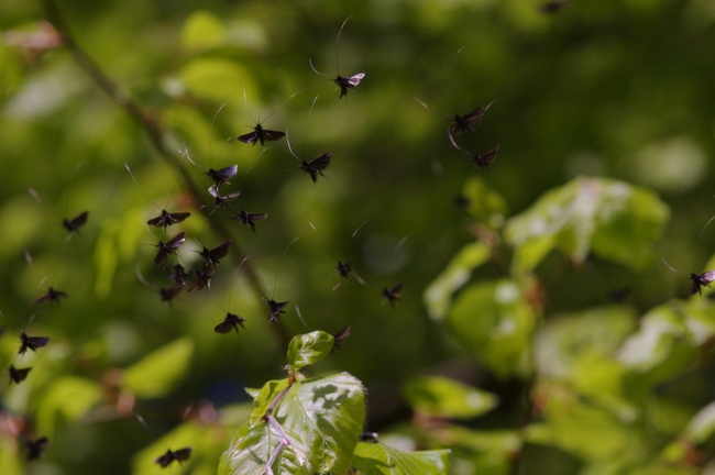 ../previews/002-Lepidoptera, Adelidae, Adela reaumurella, Schwarm_2012_05_04--10-36-43.jpeg.medium.jpeg