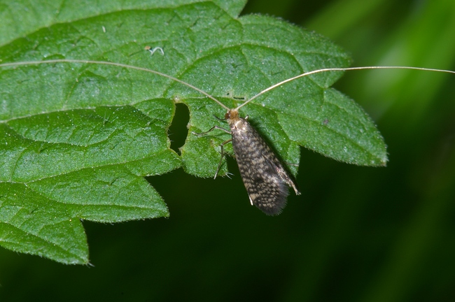 ../previews/003-Lepidoptera, Adelidae, Nematopogon adansoniella_2005_05_27--18-00-20.jpeg.medium.jpeg
