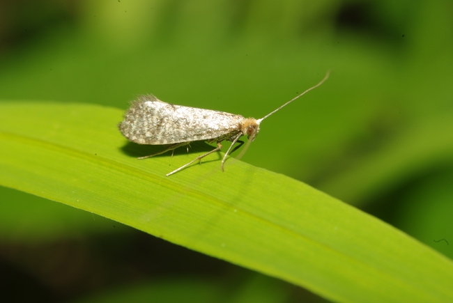 ../previews/004-Lepidoptera, Adelidae, Nematopogon robertella_2009_06_08--13-03-11.jpeg.medium.jpeg