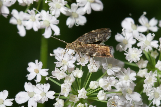 ../previews/009-Lepidoptera, Choreutidae, Anthophila fabriciana_2005_05_28--08-58-13.jpeg.medium.jpeg