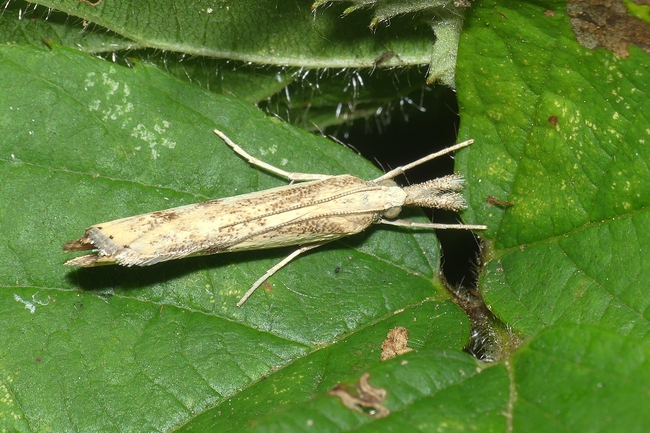 ../previews/011-Lepidoptera, Crambidae,_2023_08_13--10-51-50.jpeg.medium.jpeg