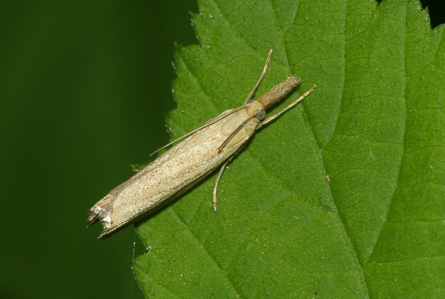 ../previews/012-Lepidoptera, Crambidae_2020_08_11--09-55-58.jpeg.medium.jpeg