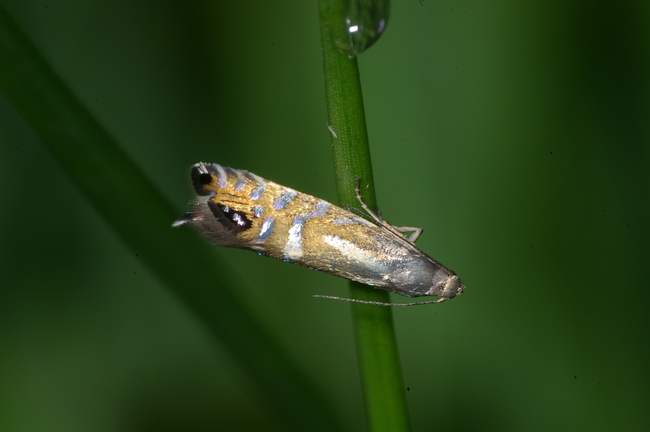 ../previews/020-Lepidoptera, Glyphipterigidae, Glyphipterix thrasonella_2008_06_09--08-27-57.jpeg.medium.jpeg