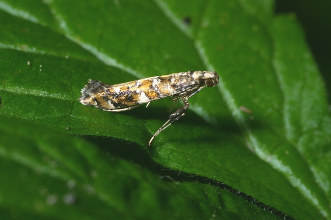 ../previews/022-Lepidoptera, Gracillariidae, Gracillaria syringella_2006_06_09--11-58-47.jpeg.medium.jpeg