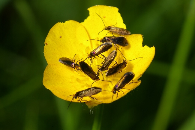 ../previews/024-Lepidoptera, Micropterigidae, Micropterix calthella_2005_05_28--08-45-13.jpeg.medium.jpeg