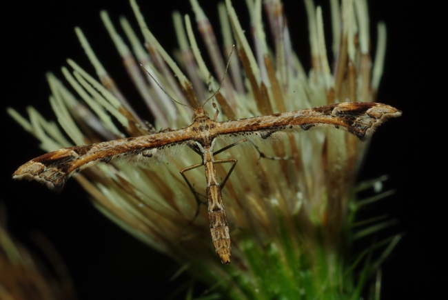 ../previews/028-Lepidoptera, Pterophoridae, Amblyptilia acanthadactyla_2009_10_09--16-23-32.jpeg.medium.jpeg