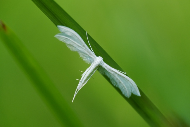 ../previews/031-Lepidoptera, Pterophoridae, Pterophorus pentadactyla, Winden-Federmotte_2019_06_25--09-32-43.jpeg.medium.jpeg