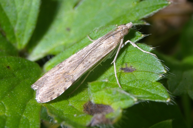 ../previews/034-Lepidoptera, Pyralidae, Aphomia_2006_09_29--14-36-37.jpeg.medium.jpeg