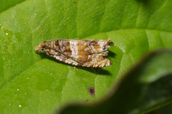 ../previews/036-Lepidoptera, Tortricidae, Celypha flavipalpana_2011_06_27--07-24-12.jpeg.medium.jpeg