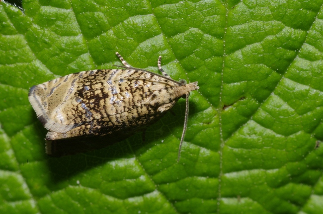 ../previews/038-Lepidoptera, Tortricidae, Celypha lacunana_2012_05_28--10-40-39.jpeg.medium.jpeg