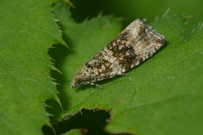 ../previews/040-Lepidoptera, Tortricidae, Celypha rurestrana_2006_05_29--10-30-38.jpeg.medium.jpeg