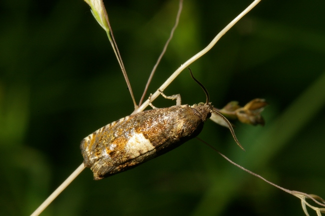 ../previews/041-Lepidoptera, Tortricidae, Epiblema sticticana_2007_06_29--14-50-42.jpeg.medium.jpeg