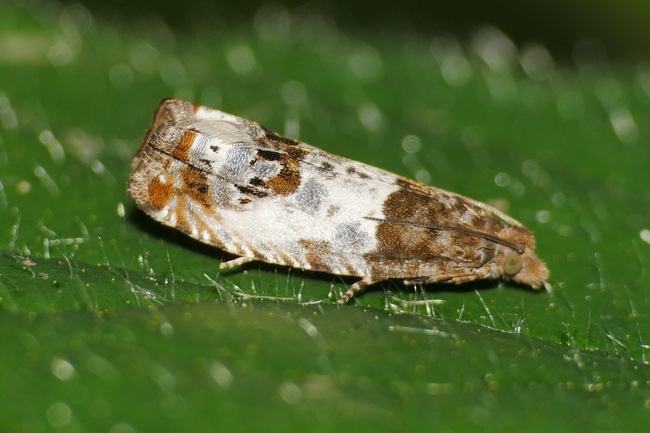 ../previews/046-Lepidoptera, Tortricidae, Gypsonoma dealbana_2020_06_08--11-14-09.jpeg.medium.jpeg