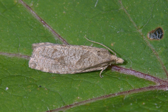 ../previews/049-Lepidoptera, Tortricidae, Pandemis_2006_06_23--11-13-42.jpeg.medium.jpeg