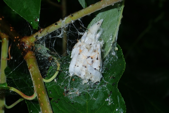 ../previews/054-Lepidoptera, Yponomeutidae, Yponomeuta evonymella, Puppen_2020_06_07--12-13-20.jpeg.medium.jpeg