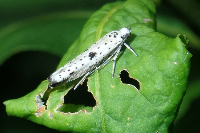 ../previews/055-Lepidoptera, Yponomeutidae, Yponomeuta plumbella_2020_07_15--09-10-14.jpeg.medium.jpeg