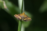 thumbnails/016-Lepidoptera, Crambidae, Pyrausta purpuralis_2006_07_29--15-04-07.jpeg.small.jpeg