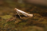 thumbnails/021-Lepidoptera, Gracillariidae_2012_03_03--10-55-34.jpeg.small.jpeg