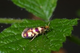 thumbnails/023-Lepidoptera, Micropterigidae, Micropterix allionella_2005_01_04--06-54-11.jpeg.small.jpeg