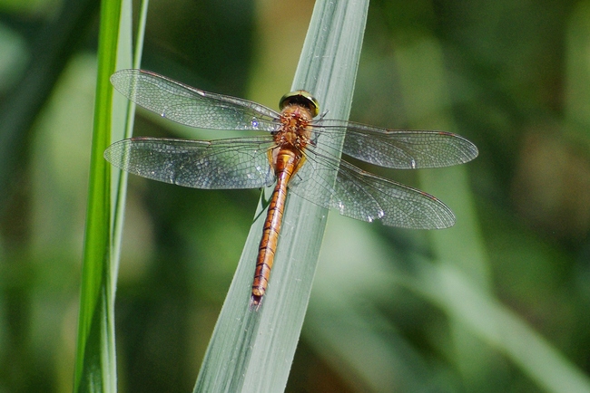 ../previews/003-Odonata, Aeshnidae, Aeschna isoceles, Keilfleck-Mosaikjungfer_2020_06_01--15-21-46.jpeg.medium.jpeg