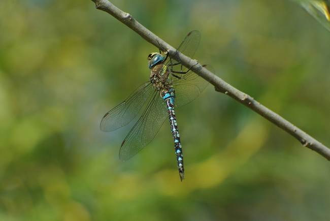 ../previews/009-Odonata, Aeshnidae, Aeshna mixta, Herbst-Mosaikjungfer_2013_09_06--10-05-31.jpeg.medium.jpeg