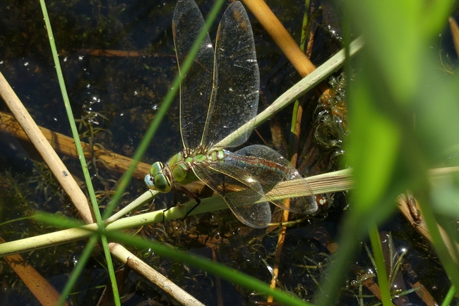 ../previews/012-Odonata, Aeshnidae, Anax imperator. Koenigslibelle, Weibchen bei der Eiablage_2020_07_27--15-42-55.jpeg.medium.jpeg