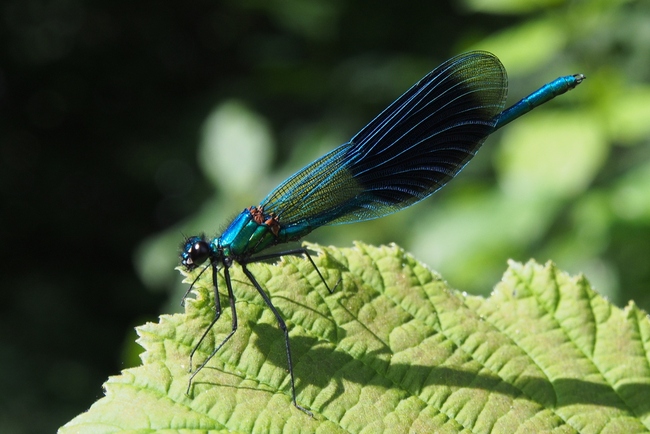 ../previews/016-Odonata, Calopterygidae, Calopteryx splendens. Gebaenderte Prachtlibelle,_2016_08_21--16-45-52.jpeg.medium.jpeg
