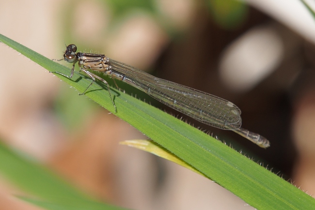 ../previews/021-Odonata, Coenagrionidae, Coenagrion mercuriale, Helm-Azurjungfer, frisch geschluepftes Weibchen_2019_04_18--13-06-43.jpeg.medium.jpeg