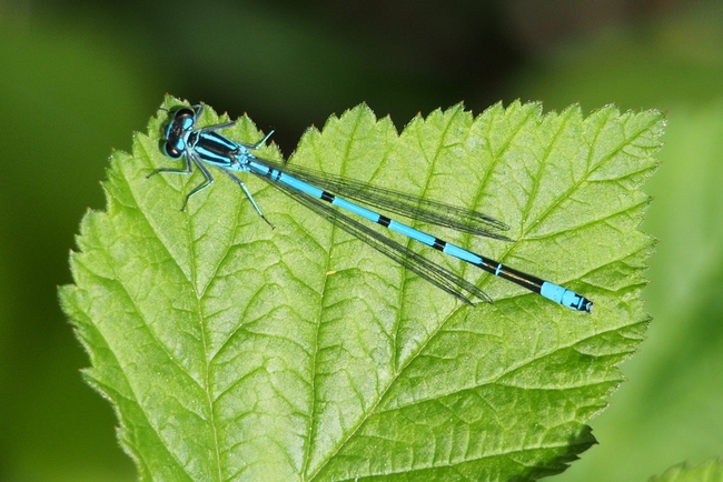 ../previews/022-Odonata, Coenagrionidae, Coenagrion puella, Hufeisen-Azurjungfer_2015_05_08--08-45-50.jpeg.medium.jpeg