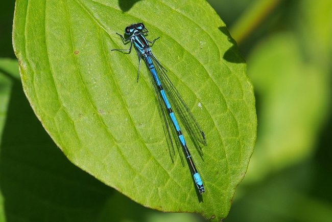 ../previews/025-Odonata, Coenagrionidae, Coenagrion puella, Hufeisen-Azurjungfer_2019_05_22--14-39-52.jpeg.medium.jpeg