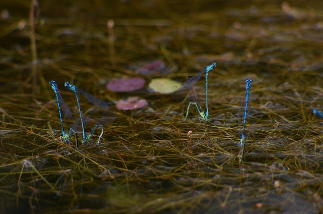../previews/026-Odonata, Coenagrionidae, Coenagrion puella, Hufeisen-Azurjungfer, Eiablage_2008_06_24--14-52-37.jpeg.medium.jpeg