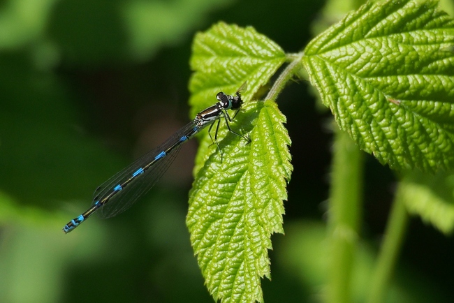 ../previews/029-Odonata, Coenagrionidae, Coenagrion pulchellum, Fledermaus-Azurjungfer, Weibchen_2015_05_08--10-27-19.jpeg.medium.jpeg