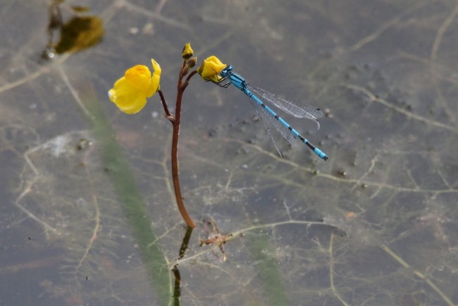 ../previews/030-Odonata, Coenagrionidae, Enallagma cyathigerum, Becher-Azurjungfer_2015_08_27--14-51-55.jpeg.medium.jpeg