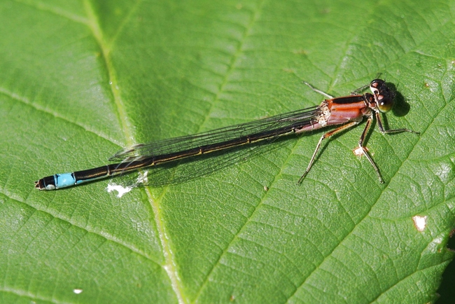 ../previews/032-Odonata, Coenagrionidae, Ischnura elegans, Grosse Pechlibelle_2017_08_14--08-38-00.jpeg.medium.jpeg