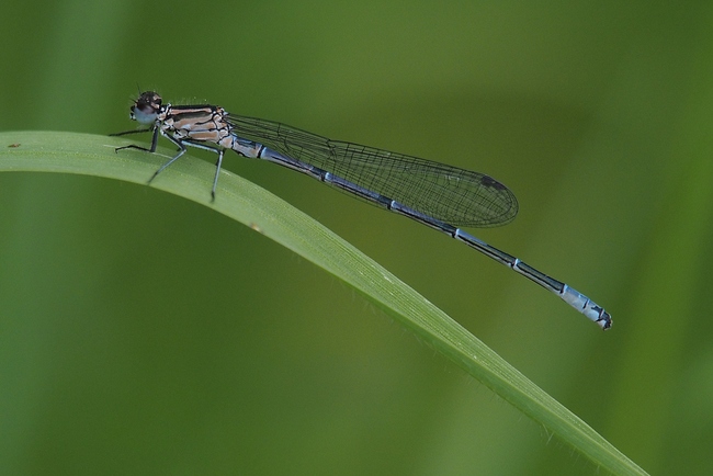 ../previews/034-Odonata, Coenagrionidae, Ischnura elegans, Grosse Pechlibelle_2019_05_16--11-27-00.jpeg.medium.jpeg