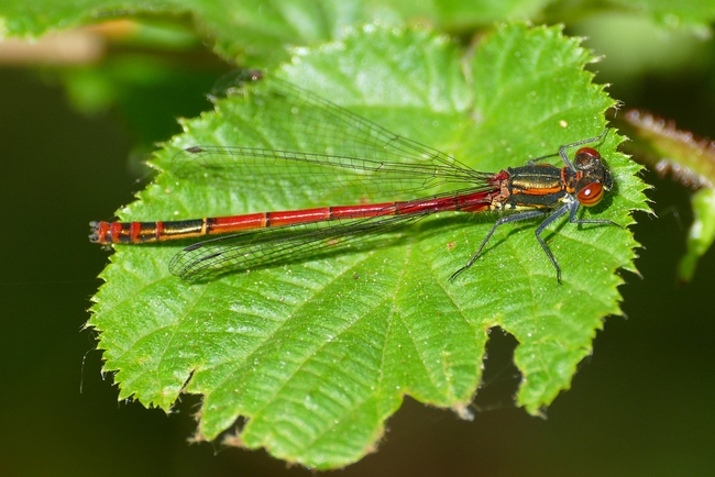 ../previews/037-Odonata, Coenagrionidae, Pyrrhosoma nymphula, Fruehe Adonislibelle_2019_04_25--10-33-14.jpeg.medium.jpeg