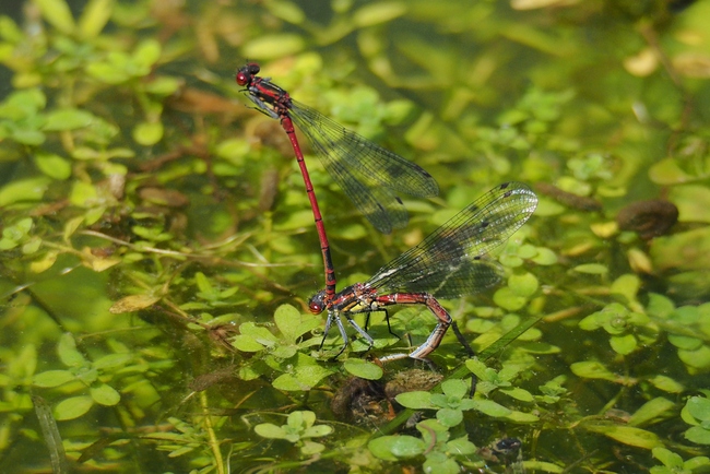../previews/038-Odonata, Coenagrionidae, Pyrrhosoma nymphula, Fruehe Adonislibelle, Eiablage_2018_05_24--12-20-56.jpeg.medium.jpeg