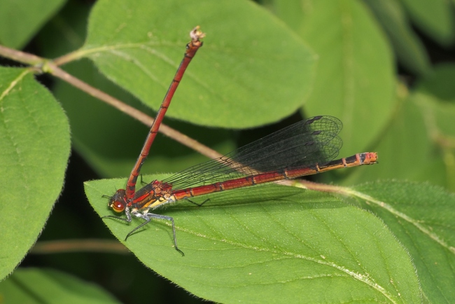 ../previews/039-Odonata, Coenagrionidae, Pyrrhosoma nymphula, Fruehe Adonislibelle, Weibchen mit totem Maennchen_2018_05_25--09-16-43.jpeg.medium.jpeg