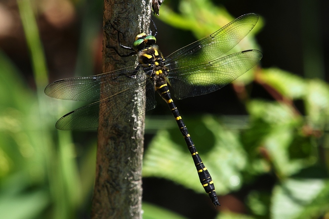 ../previews/042-Odonata, Cordulegastridae, Cordulegaster boltonii, Zweigestreifte Quelljungfer_2022_05_27--12-50-49.jpeg.medium.jpeg