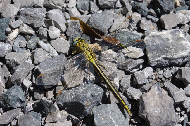 ../previews/048-Odonata, Gomphidae, Gomphus pulchellus, Westliche Keiljungfer_2011_06_10--11-09-14.jpeg.medium.jpeg