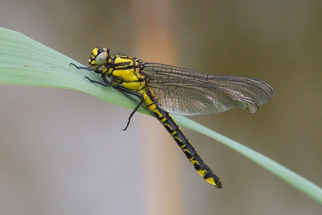 ../previews/051-Odonata, Gomphidae, Gomphus vulgatissimus, Gemeine Keiljungfer_2019_05_19--15-41-58.jpeg.medium.jpeg