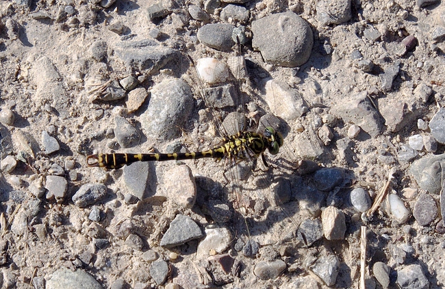 ../previews/052-Odonata, Gomphidae, Onychogomphus forcipatus, Kleine Zangenlibelle_2016_07_17--18-12-52.jpeg.medium.jpeg