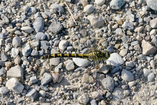 ../previews/054-Odonata, Gomphidae, Onychogomphus forcipatus, Kleine Zangenlibelle_2016_08_14--16-57-05.jpeg.medium.jpeg