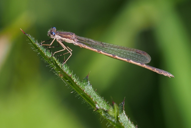 ../previews/064-Odonata, Lestidae, Sympecma fusca, Gemeine Winterlibelle_2019_06_01--10-46-58.jpeg.medium.jpeg