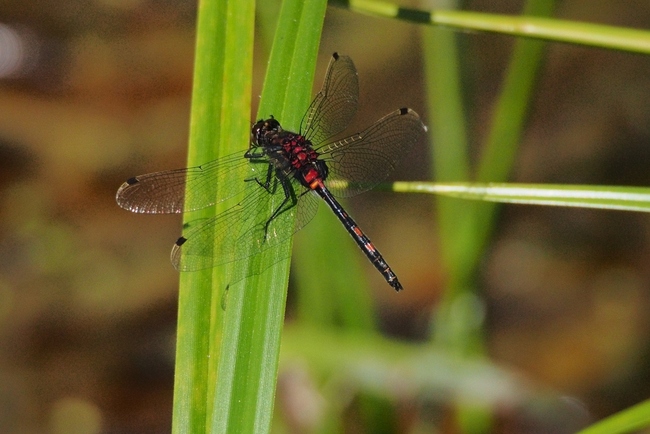 ../previews/069-Odonata, Libellulidae, Leucorrhinia dubia, Kleine Moosjungfer_2015_06_05--09-10-48.jpeg.medium.jpeg