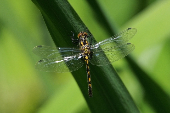 ../previews/070-Odonata, Libellulidae, Leucorrhinia dubia, Kleine Moosjungfer_2015_06_05--09-38-53.jpeg.medium.jpeg