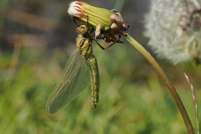 ../previews/073-Odonata, Libellulidae, Libellula depressa, frisch geschluepft_2015_05_08--13-30-22.jpeg.medium.jpeg