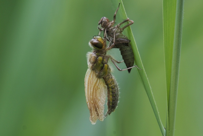 ../previews/100-Odonata, Libellulidae, Schlupf_2018_05_19--10-39-14.jpeg.medium.jpeg