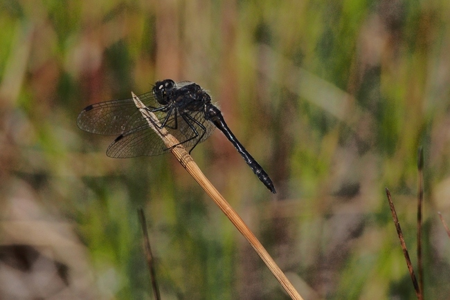 ../previews/101-Odonata, Libellulidae, Sympetrum danae, Schwarze Heidelibelle_2015_08_27--13-09-57.jpeg.medium.jpeg